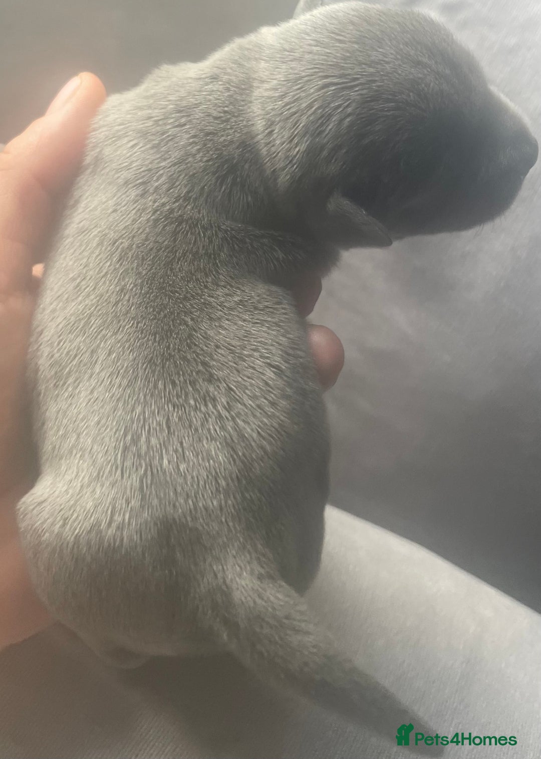 Staffordshire Bull Terrier dogs for sale: Litter of blue Staffordshire bull terriers  - Image 8