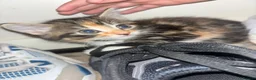 Mixed Breed cats for sale: Mainecoon x Tabby - Advert 2