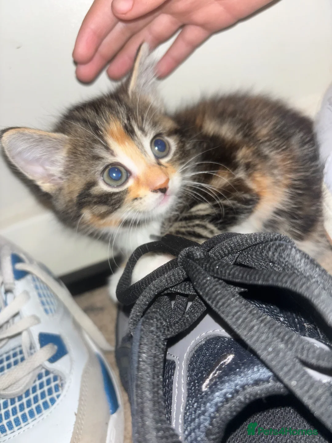 Mixed Breed cats for sale: Mainecoon x Tabby - Advert 2