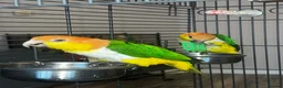 Parrots birds for sale: Bonded pair of yellow thighed caiques  - Advert 11
