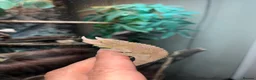 Chameleon reptiles for sale: Rare Jackson’s Chameleon - Male - Advert 7
