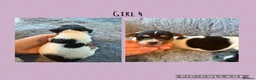 Jack Russell dogs for sale: Beutiful Tri colour Jack Russell Terriers in Caernarfon - Advert 4