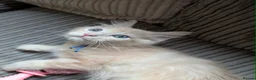 Ragcoon cats for sale: Ready to leave next weekend Ragcoon Kittens  - Advert 12