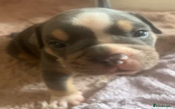 Olde English Bulldogge dogs for sale: ‼️⭐️LAST 2⭐️‼️OEB PUPS- Jabbed & Chipped - Image 1