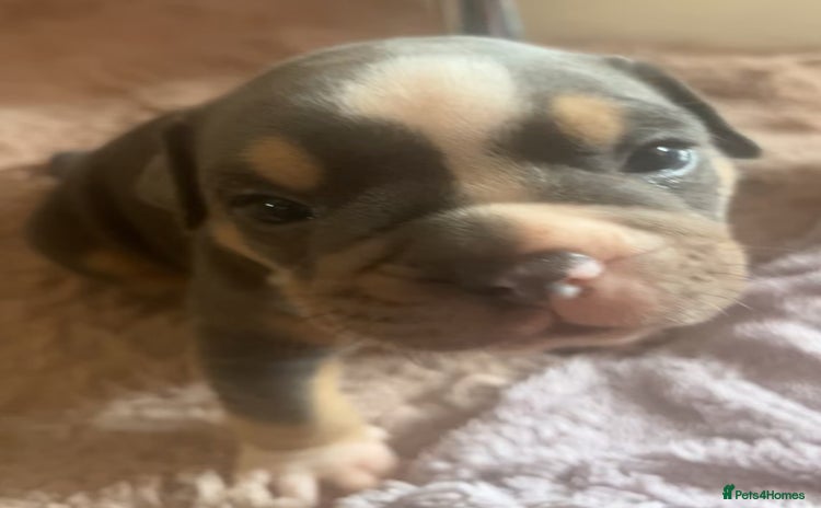 Olde English Bulldogge dogs - Advert 2