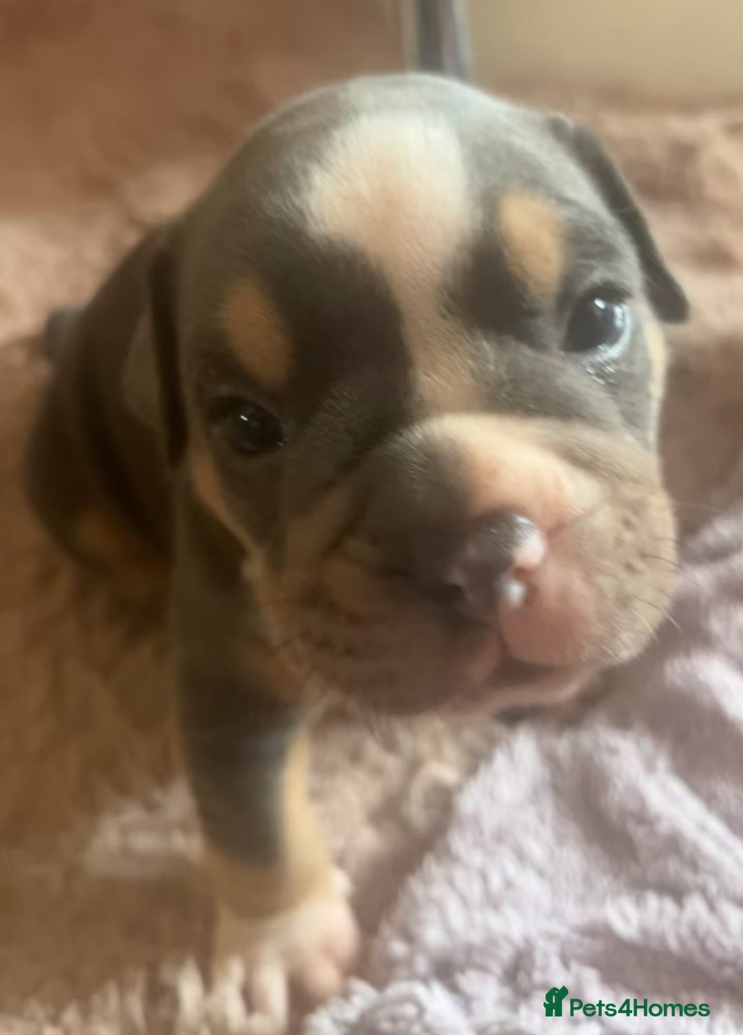Olde English Bulldogge dogs for sale: ‼️⭐️LAST 2⭐️‼️OEB PUPS- Jabbed & Chipped - Image 1
