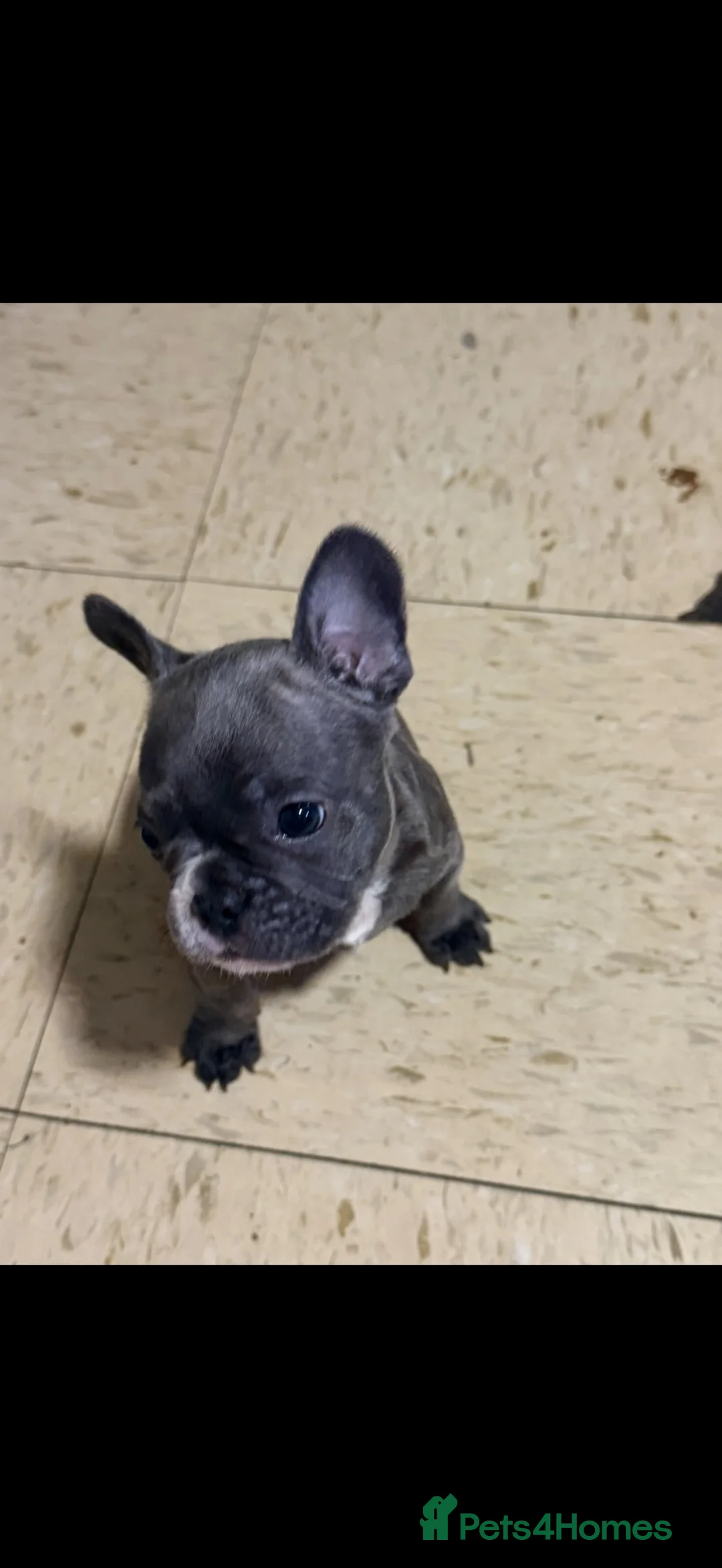French Bulldog dogs for sale: 3 Beautiful French Bulldog Males  - Advert 2