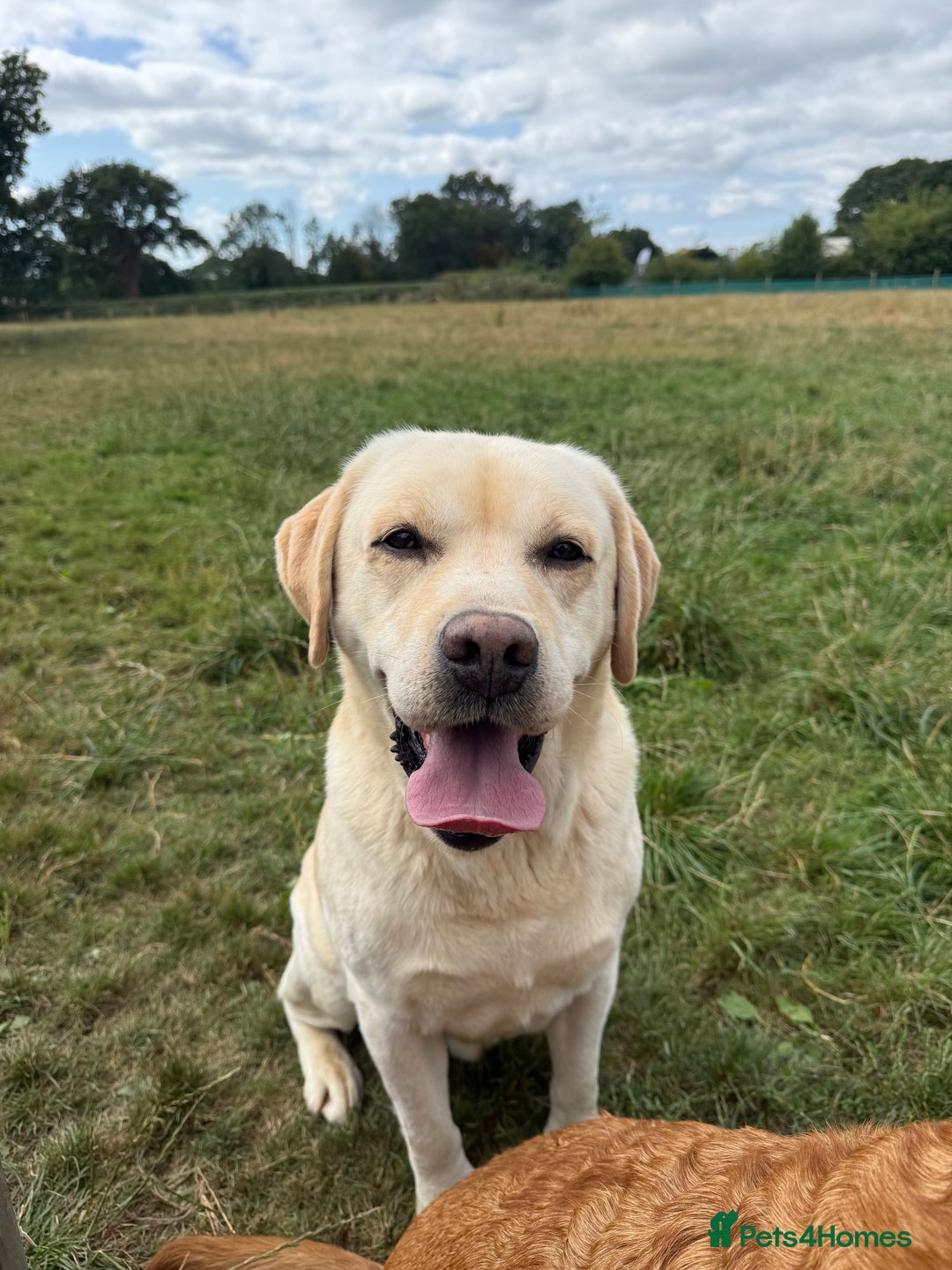 Labrador Retriever dogs for sale: ✨ Stunning chunky Labrador puppies ✨ - Image 18