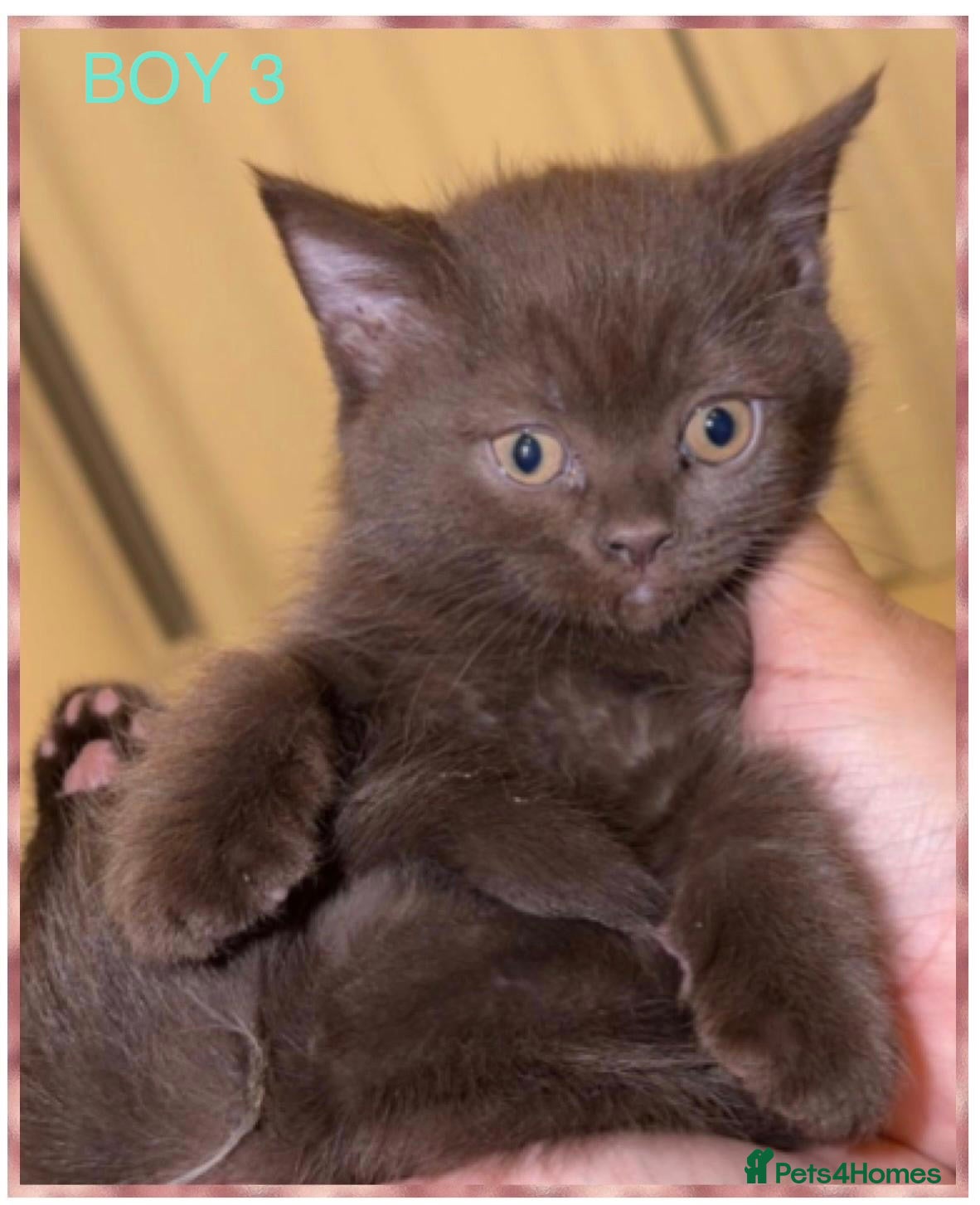 British Shorthair cats PURE BREED BSH CHUNKY KITTENS - Advert 1