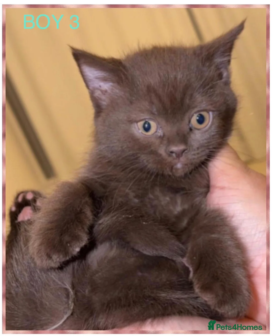 British Shorthair cats for sale: PURE BREED BSH CHUNKY KITTENS - Advert 1