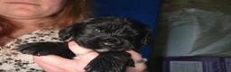 Cocker Spaniel dogs for sale: Cocker Spaniel Puppies (available for veiwing) - Advert 25