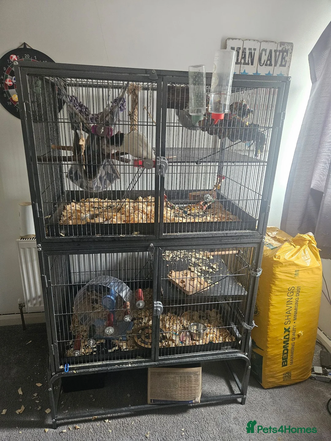 Rat rodents for sale: 2 male rats - Advert 2