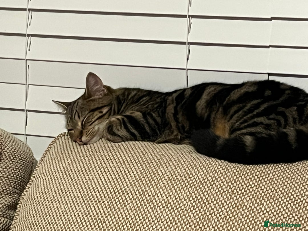 British Shorthair cats for sale: For good home - Advert 4