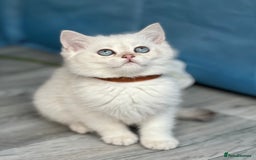British Shorthair cats for sale: British shorthair golden, silver TICA - Image 17