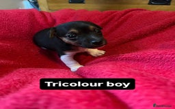 Jack Russell dogs for sale: Rare coloured miniature Jack Russel puppies  - Image 9