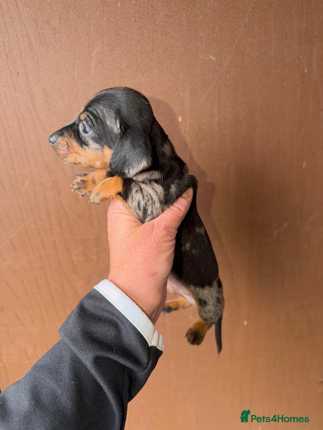 Miniature Dachshund dogs for sale: Mini dachshund puppy’s  - Advert 1