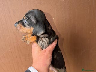 Miniature Dachshund dogs Mini dachshund puppy’s - Advert 12