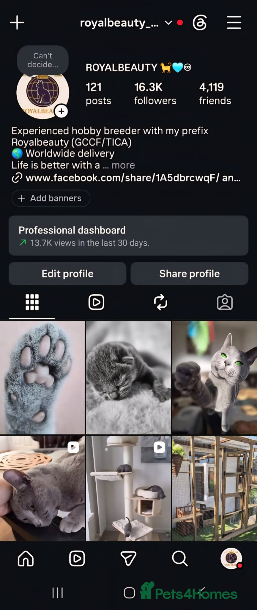 Russian Blue cats for sale: 🏅EXCEPTIONAL Russian Blue kittens🏆 - Advert 5