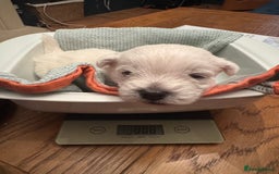 West Highland Terrier dogs for sale: Beautiful litter of west highland terriers  - Image 9