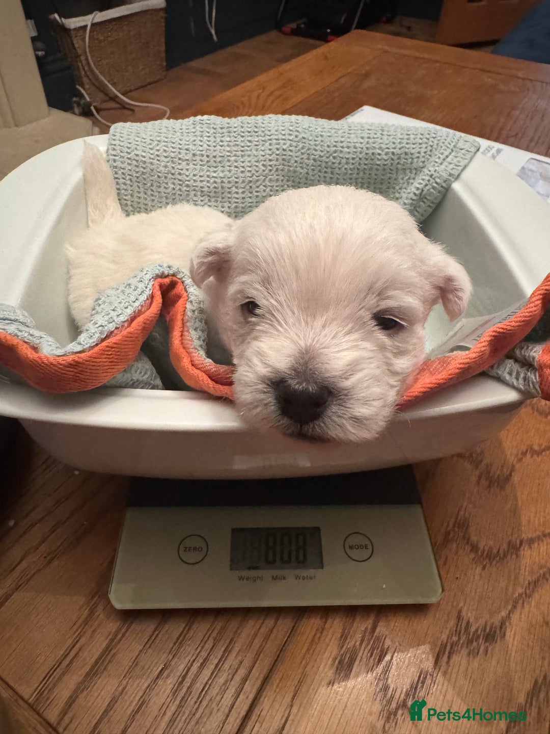 West Highland Terrier dogs for sale: Beautiful litter of west highland terriers  - Image 9