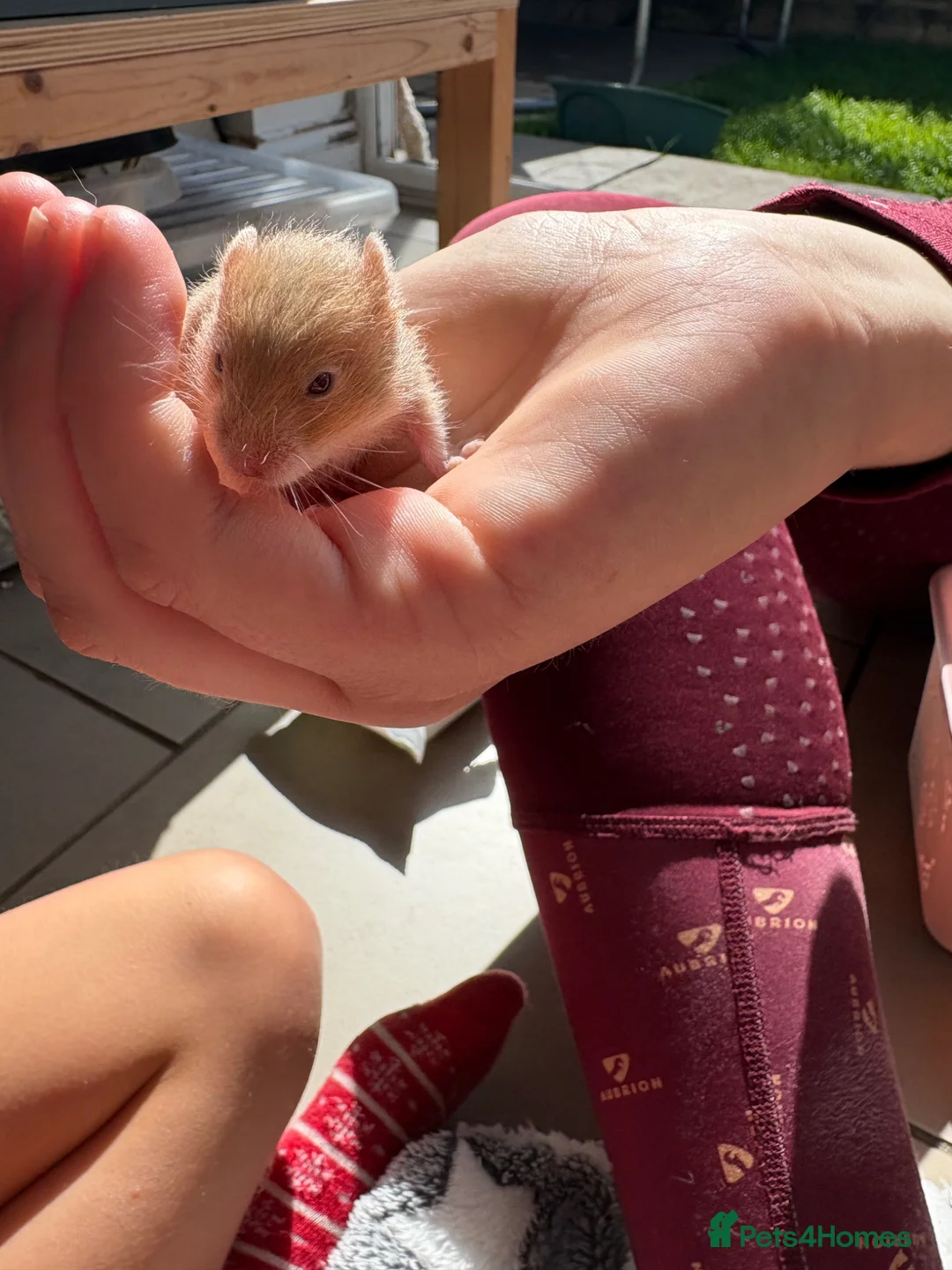 Hamster rodents for sale: Syrian Hamsters - home bred and friendly - Advert 7