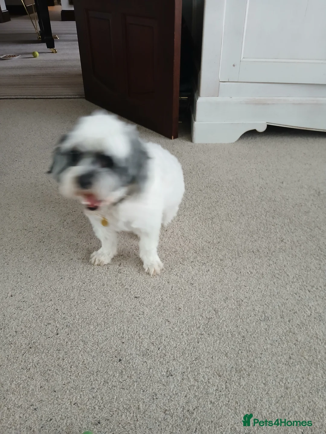 Shihpoo dogs for sale: Belle in Knutsford - Advert 1