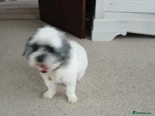 Shihpoo dogs Belle - Advert 4