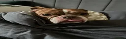 Mixed Breed dogs for sale: French cross English bulldog - Advert 5