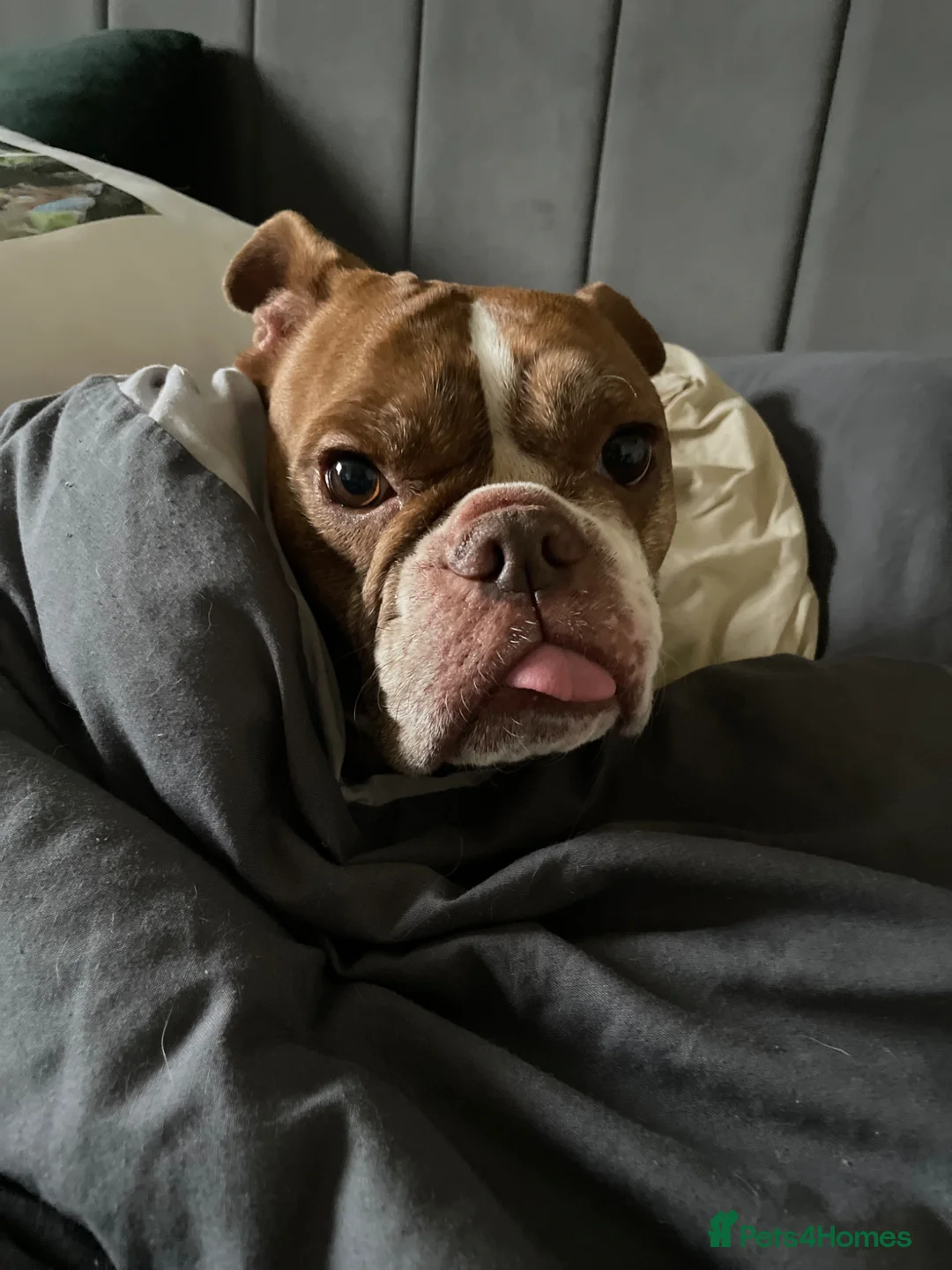 Mixed Breed dogs for sale: French cross English bulldog - Advert 5