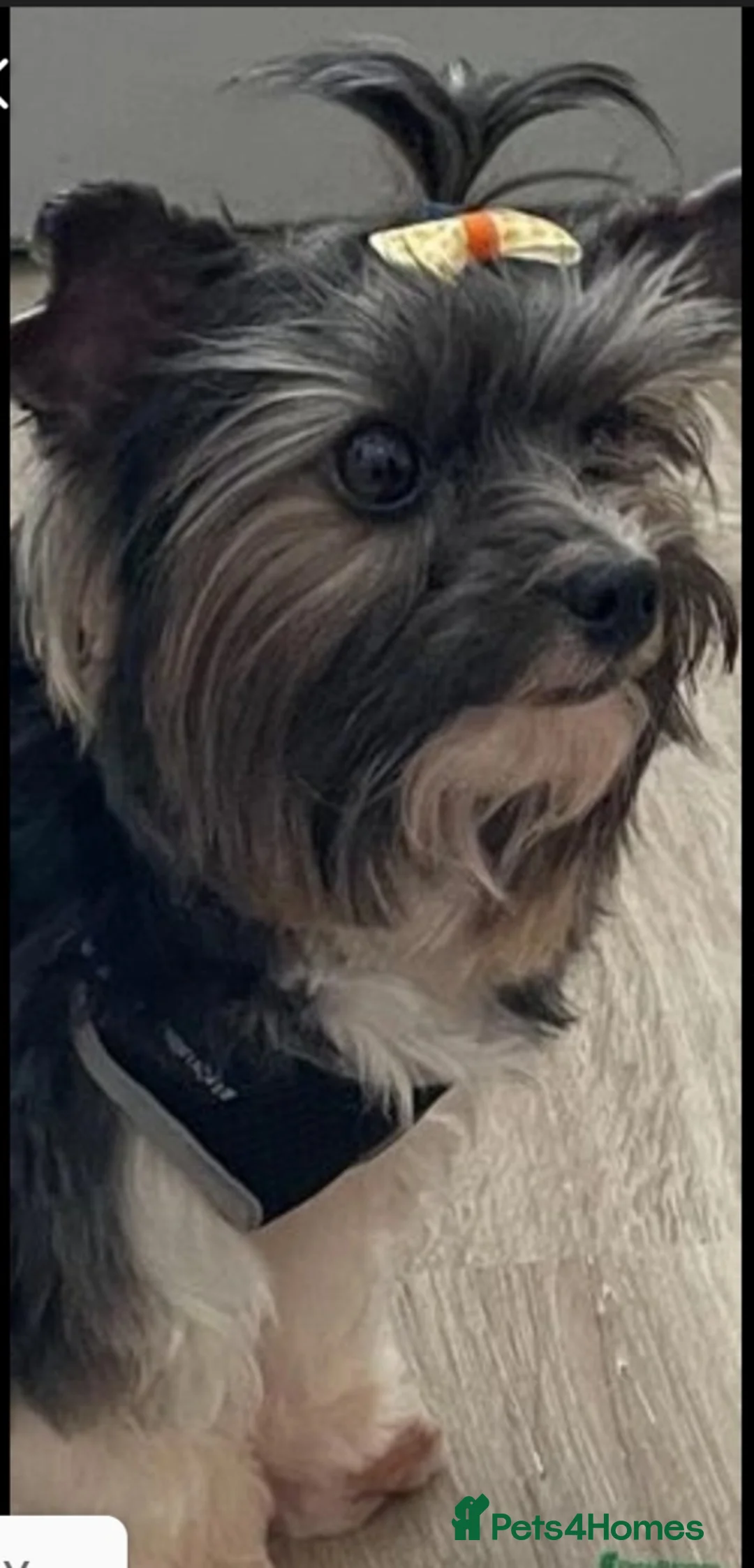 Biewer Terrier dogs for stud: Purebred Pedigree Biewer Terrier Stud in Merthyr Tydfil - Advert 14