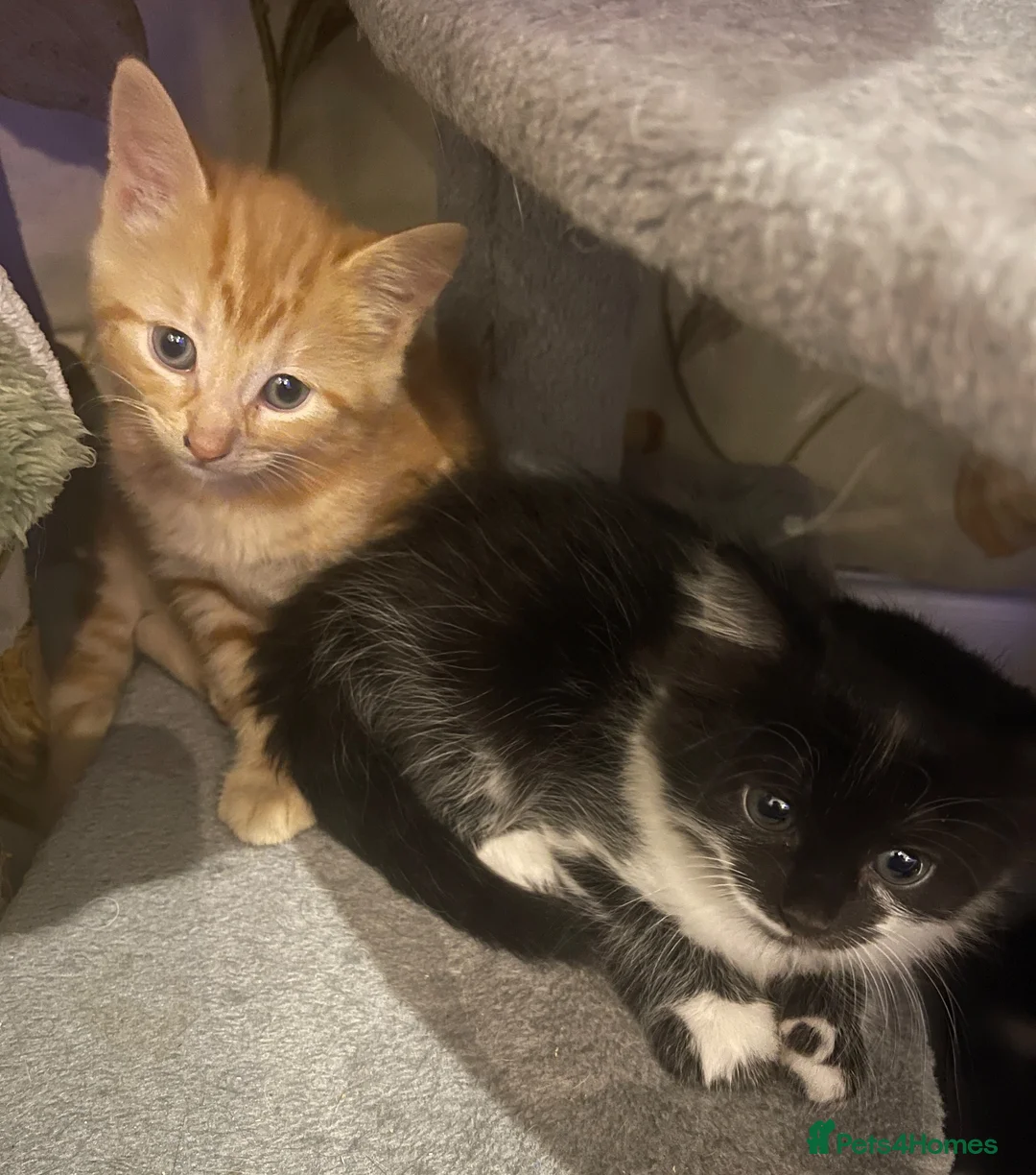 Mixed Breed cats for sale: Adorable Kittens Looking for Loving Homes - Advert 6