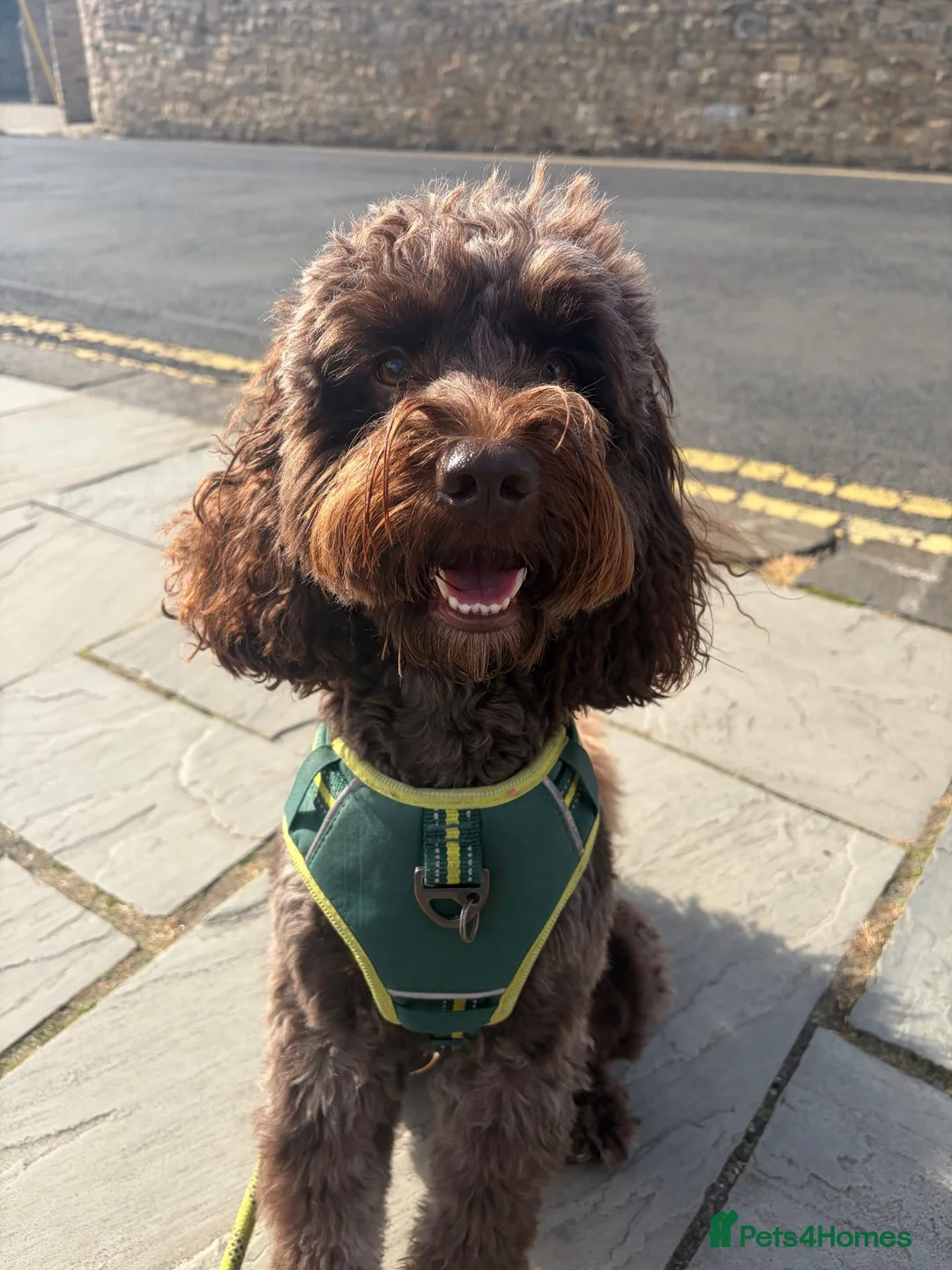 Cockapoo dogs for stud: Stud. in Wallsend - Advert 2