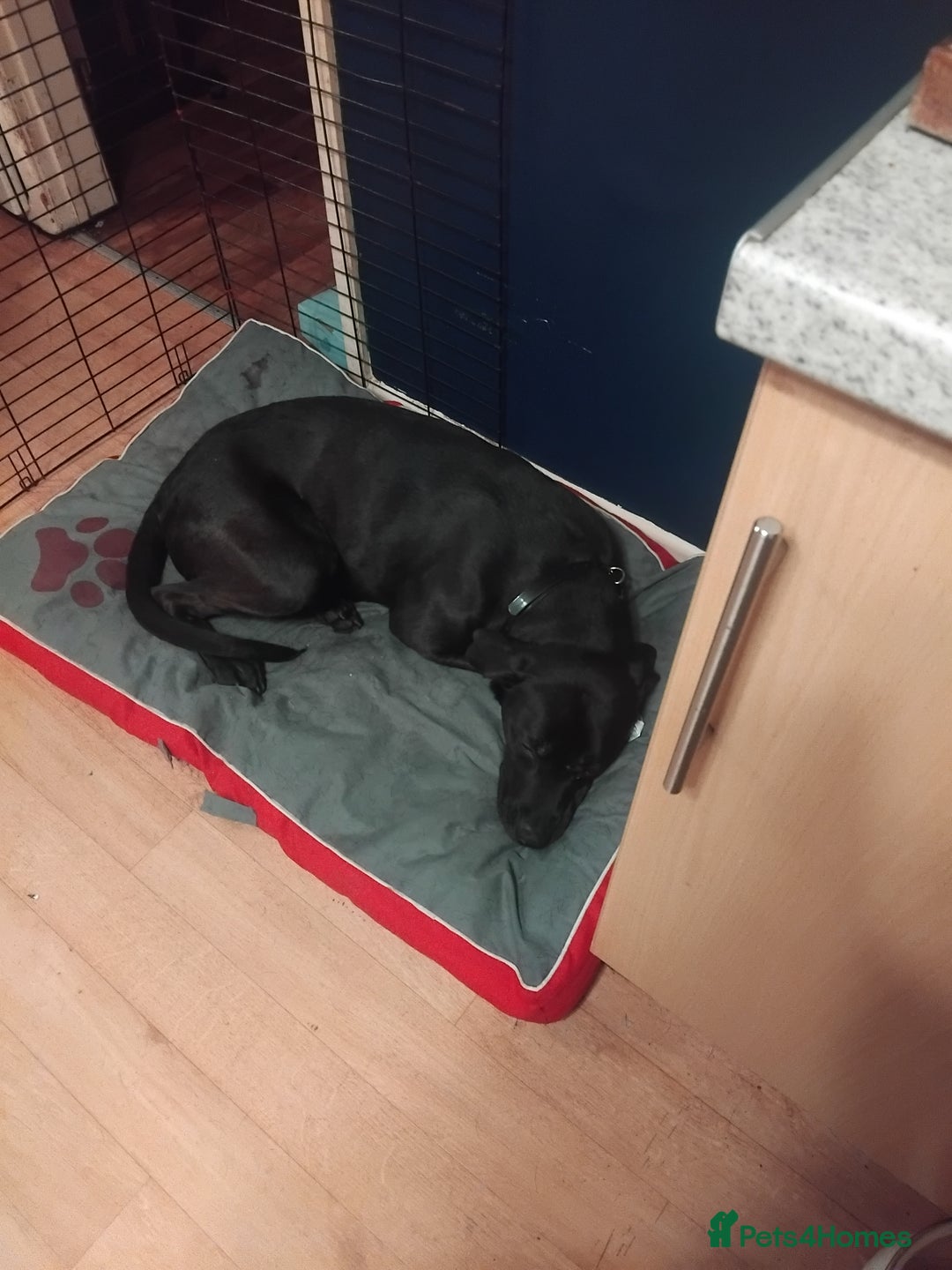 Mixed Breed dogs for sale: Hoggle  - Image 1