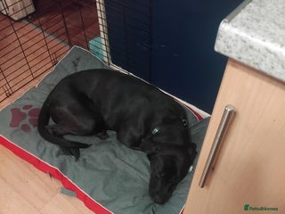 Mixed Breed dogs - Advert 3