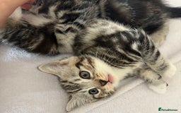 British Shorthair cats for sale: Silver tabby BSH cross - Image 5