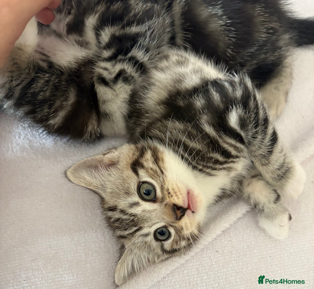 British Shorthair cats for sale: Silver tabby BSH cross - Image 5