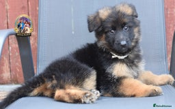 German Shepherd dogs for sale: 🤩💥READY NOW 🤩💥German shepherd puppies  - Image 21