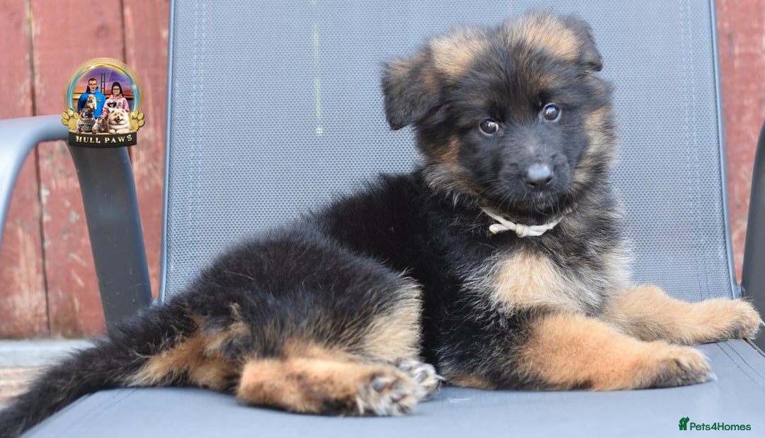 German Shepherd dogs for sale: 🤩💥READY NOW 🤩💥German shepherd puppies  - Image 21