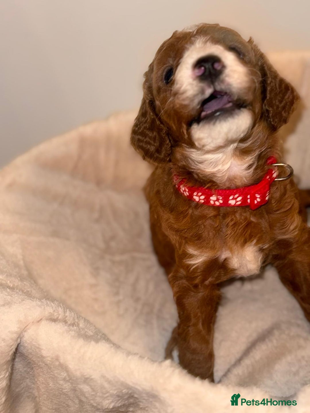 Cavapoochon dogs for sale: Cavapoochon Puppies –Ready Mid-October - Image 7