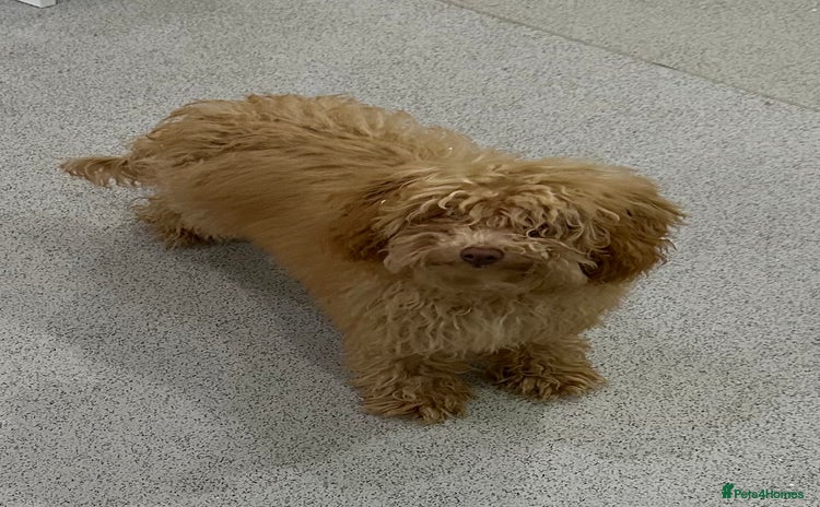 Toy Poodle dogs - Advert 8