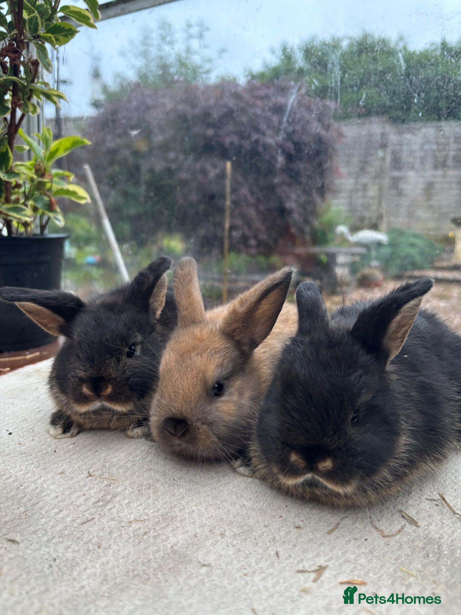 Mini Lop rabbits 1 N.Dwarf, 3 Mini lop crosses - Advert 1