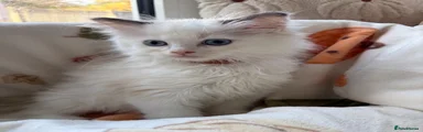 Ragdoll 3