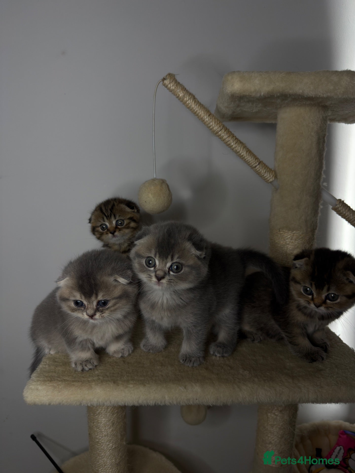 Scottish Fold cats Adorable Scottish Fold Kittens for Loving Homes - Advert 4