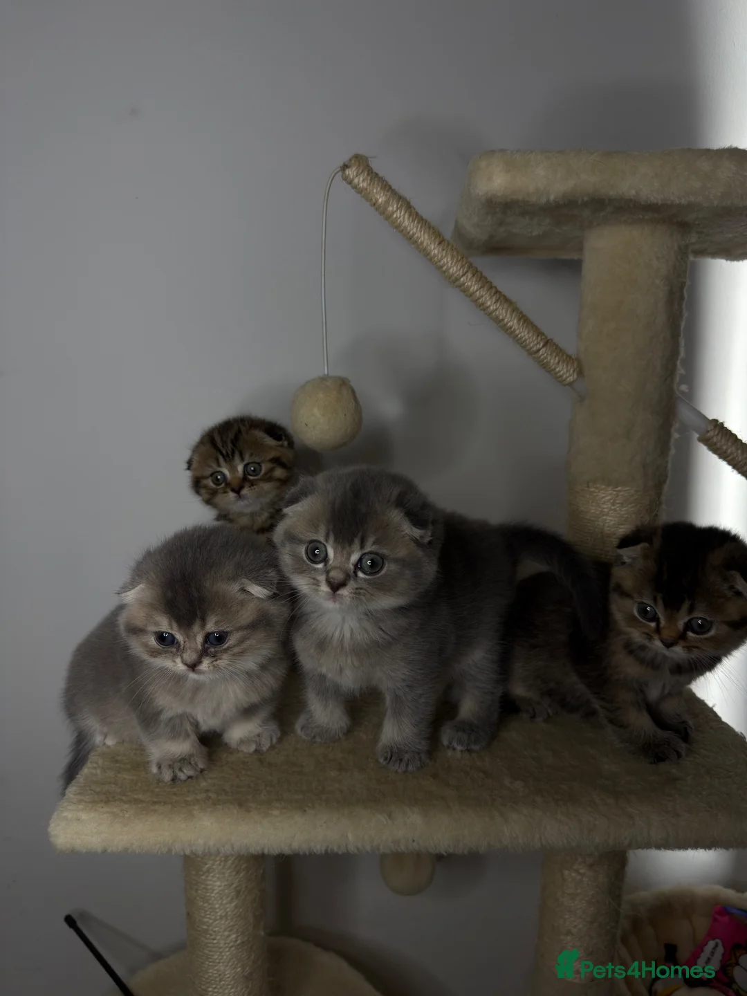 Scottish Fold cats for sale: Adorable Scottish Fold Kittens for Loving Homes in Ross-on-Wye - Advert 1