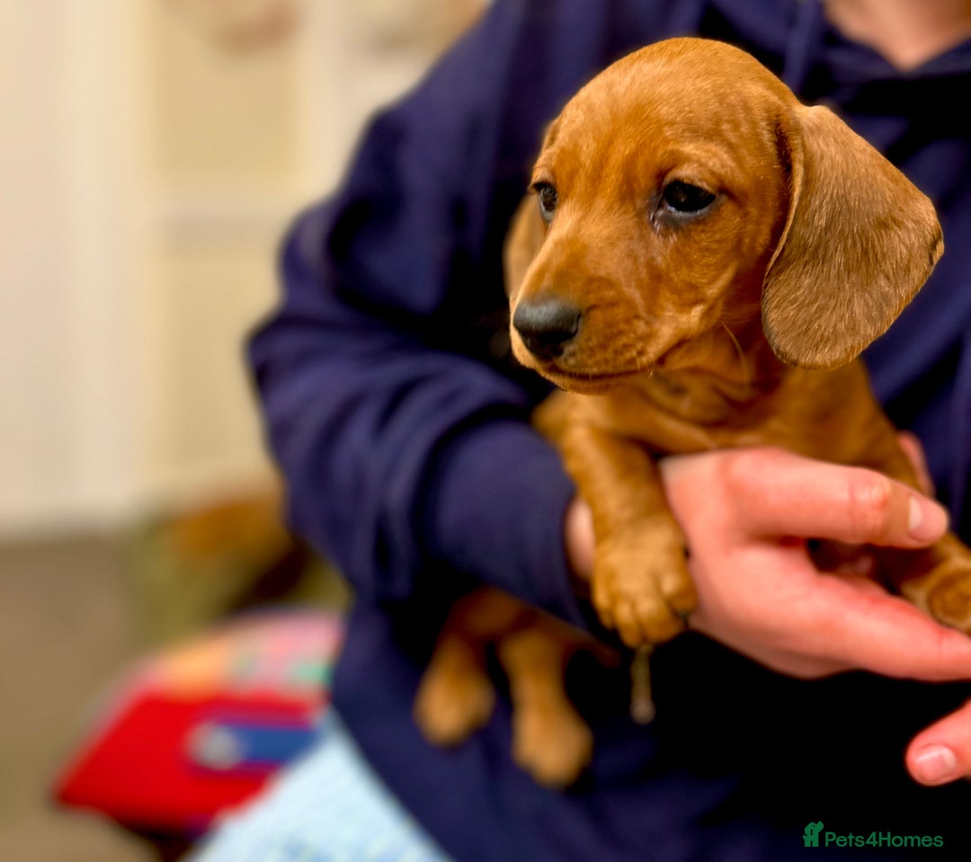Miniature Dachshund dogs for sale: KC reg miniature smooth haired dachshunds  - Image 11