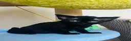 Devon Rex cats for sale:  Pedigree Devon Rex Kittens. Pet Homes Only  - Advert 28