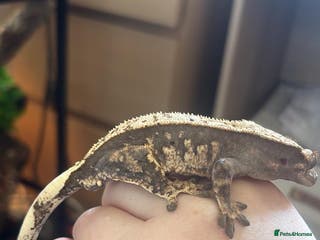 Gecko reptiles Crested Gecko - Advert 9