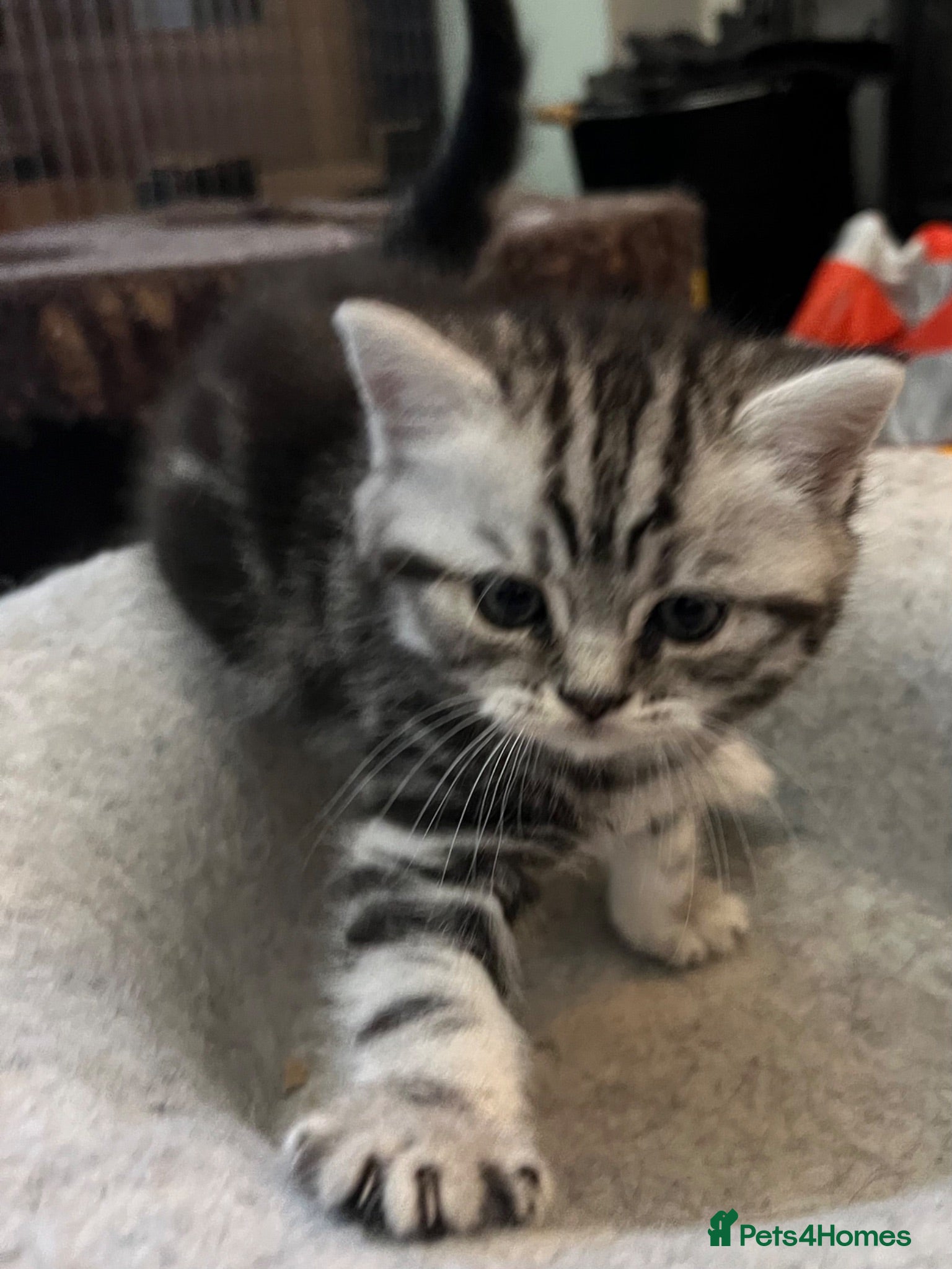 British Shorthair cats GCCF reg BSH BLACK SILVER TABBY KITTENS - Advert 2