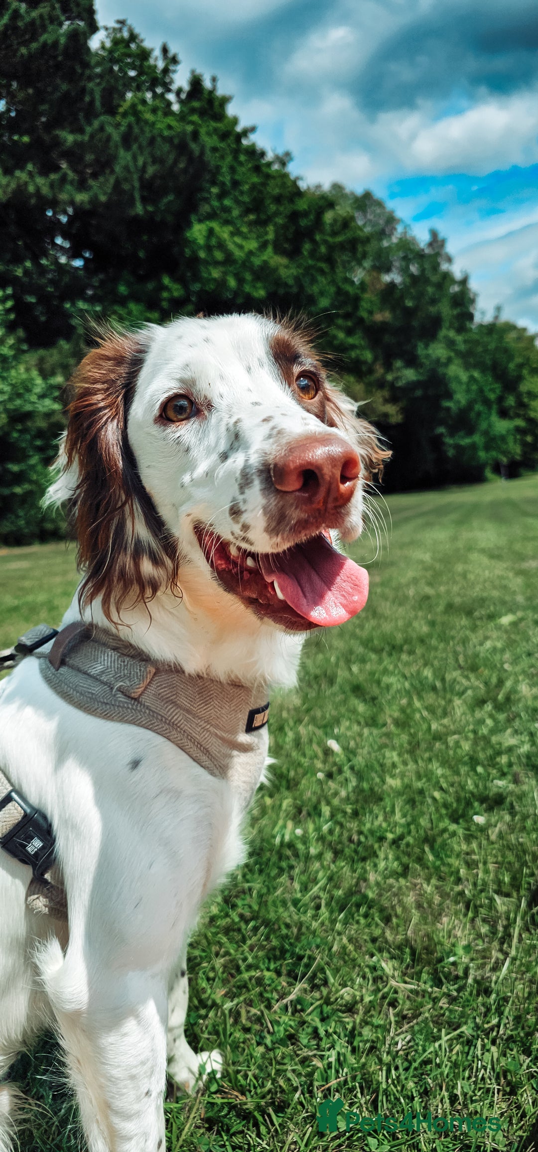 English Springer Spaniel dogs for sale: Forrest, 1.5yr old male ESS - Image 6