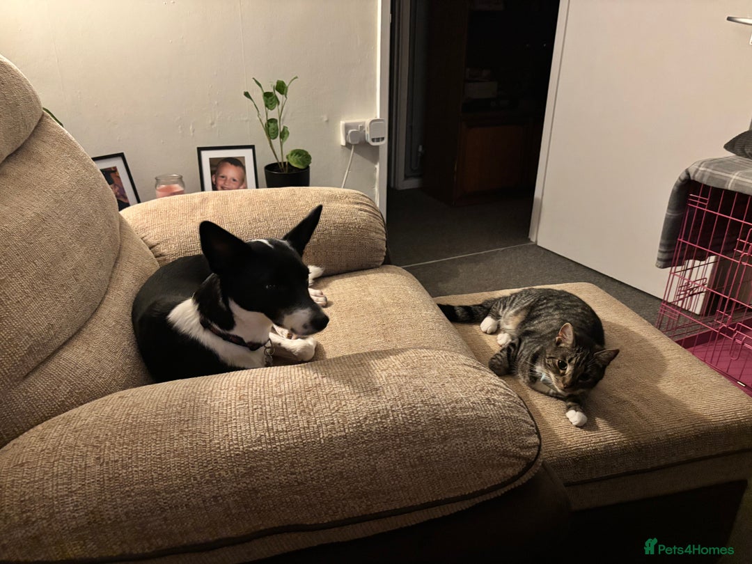 Mixed Breed dogs for sale: Poppy  - Advert 8